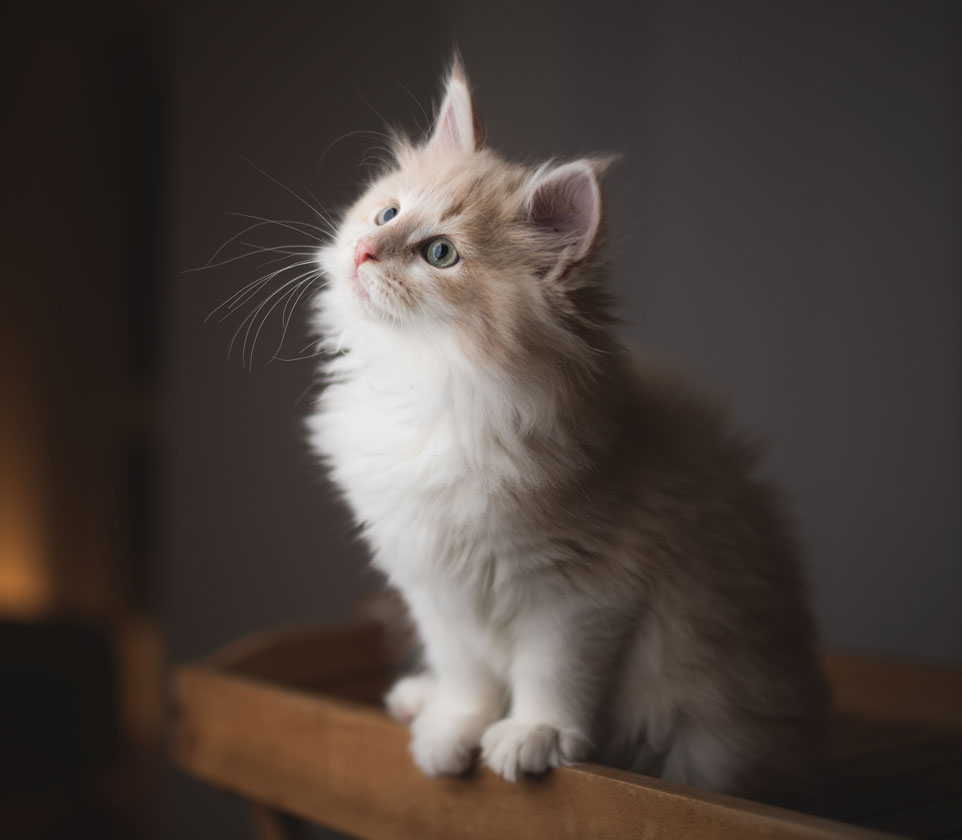 Find out whether cats can be affected by COVID-19. Learn about COVID-19 in cats.