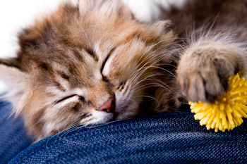 Can you turn a reluctant cat into a lap cat?