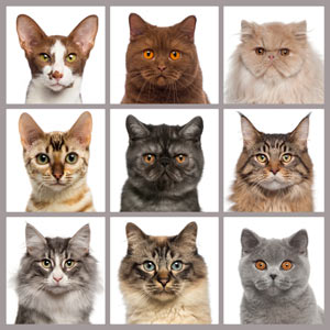 list of all cat breeds