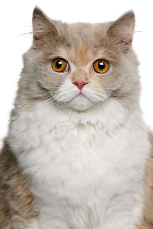 Feline Asthma cat_close_up