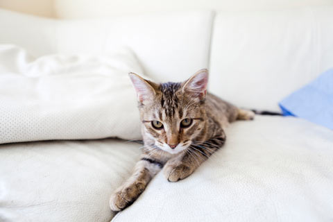 Cats can be trained not to scratch couches.