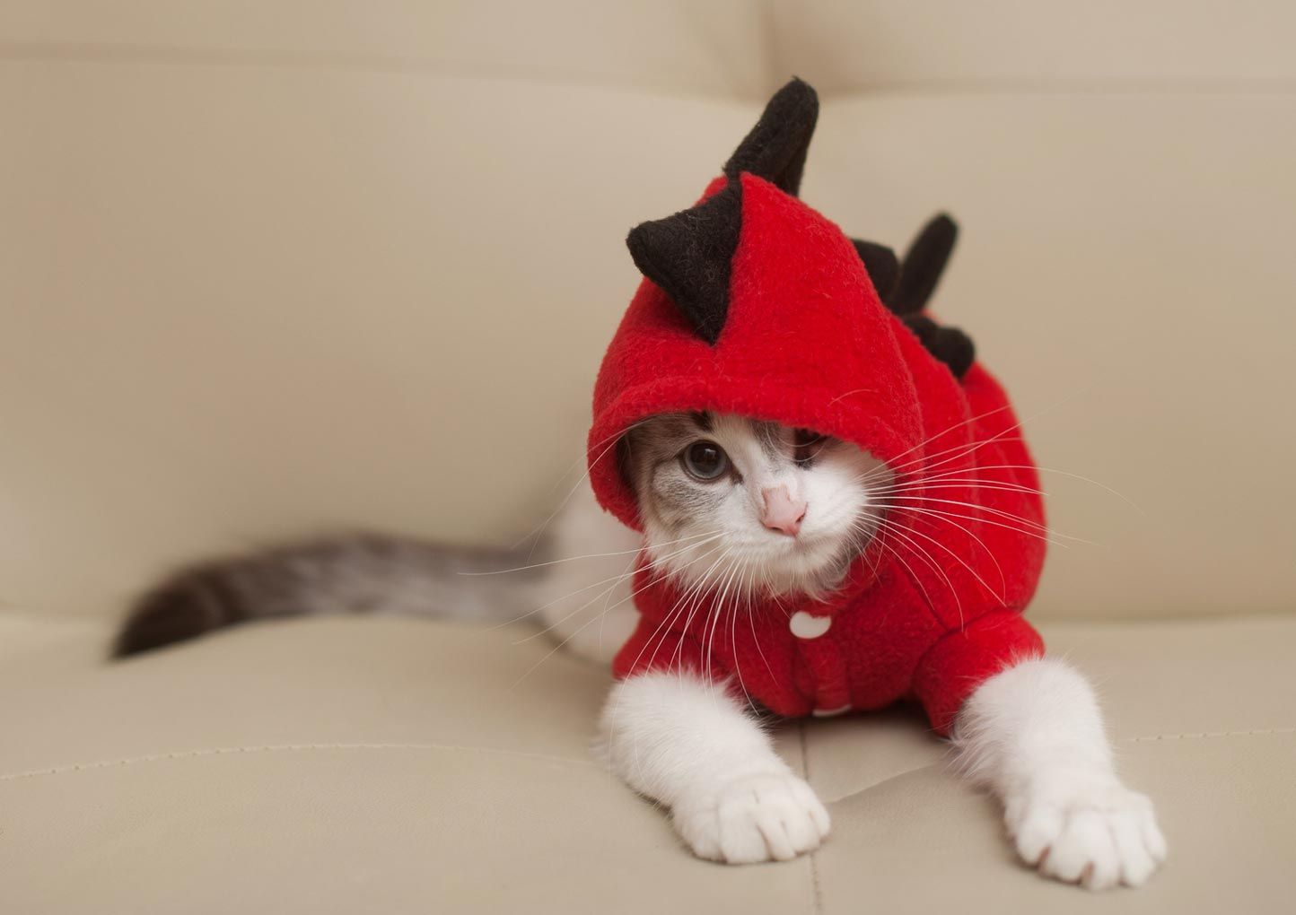Purr-ific or Cat-astrophe? Cat in a dinosaur costume