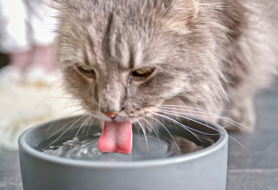 Why is my cat drinking more water?