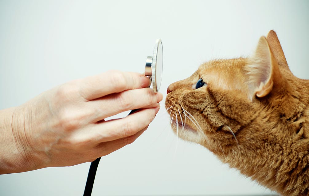 Top Ten Emergencies In Cats