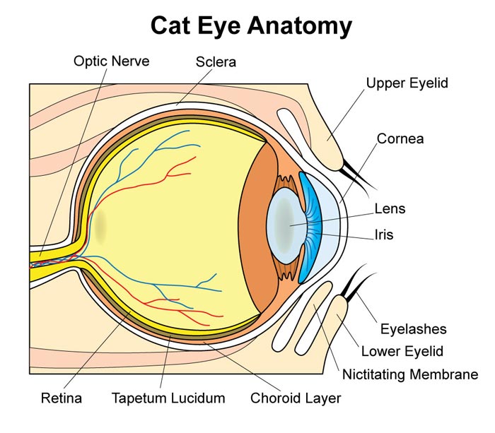 The anatomy of a cat’s eye as it relates to cataracts.