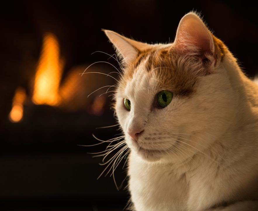 Cats may hide if the smoke alarms go off. Cats can actually start house fires.