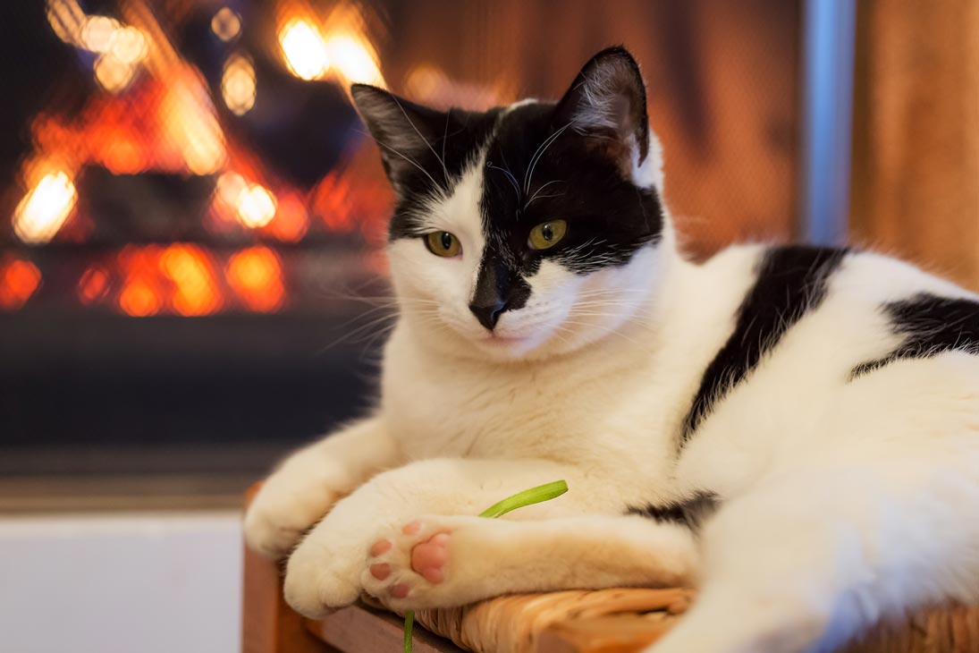 cat_fireplace