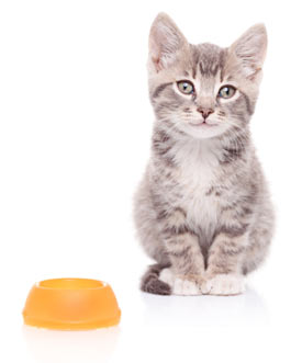 Cat food recalls can be serious.