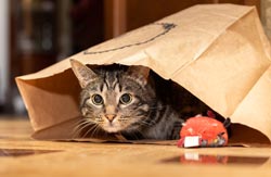 Paper bags with no handles are fun cat toys.
Cats like to sit in paper bags.