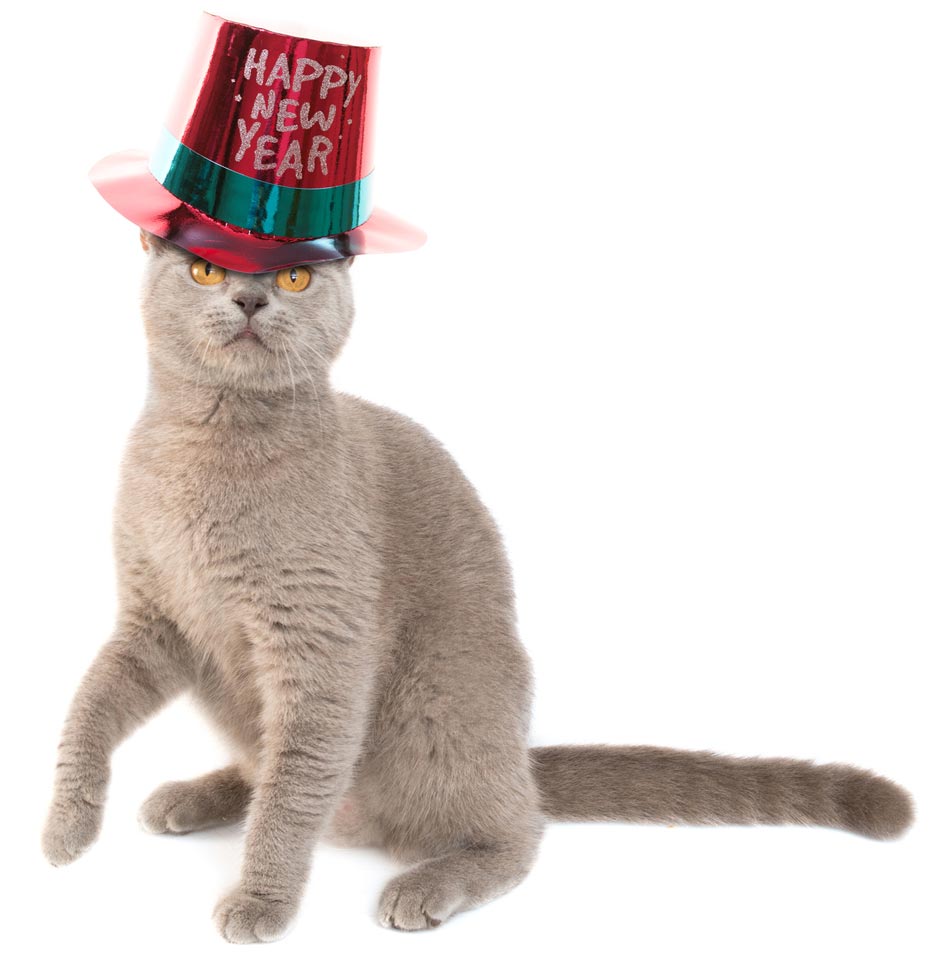 Use your cat’s example to make your resolutions.