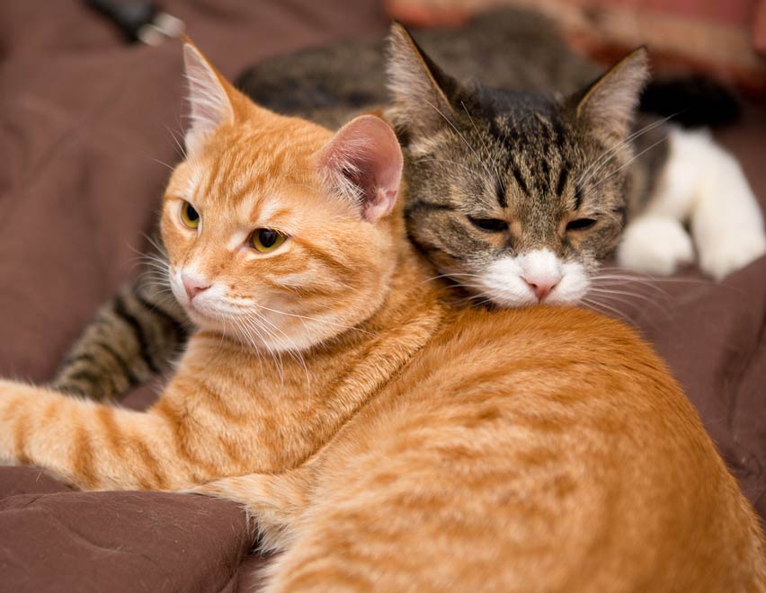 introducing two kittens to an older cat