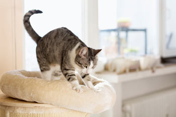 Gato amassar é chamado de coisas diferentes para se divertir.Kneading: aquilo que alguns gatos fazem quando estão felizes, onde movem as patas dianteiras para dentro e para fora ritmicamente numa superfície macia como o seu colo, um cobertor ou uma almofada de sofá. Alguns gatos estendem suas garras quando eles amassam enquanto outros não.