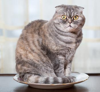 Certain behaviors are strange to us but normal for cats. Cats act funny sometimes.
