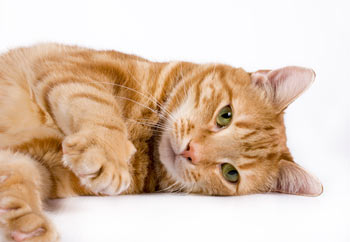 cat_orange_laying