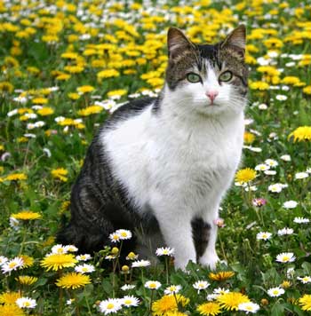 Heat Stroke and Hypothermia In Cats cat_outside