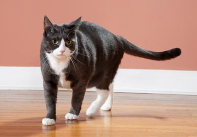Visit the vet if your cat paces all night. Cats that pace all night might have a medical problem.