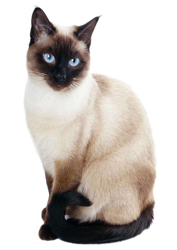 cat_siamese_sitting