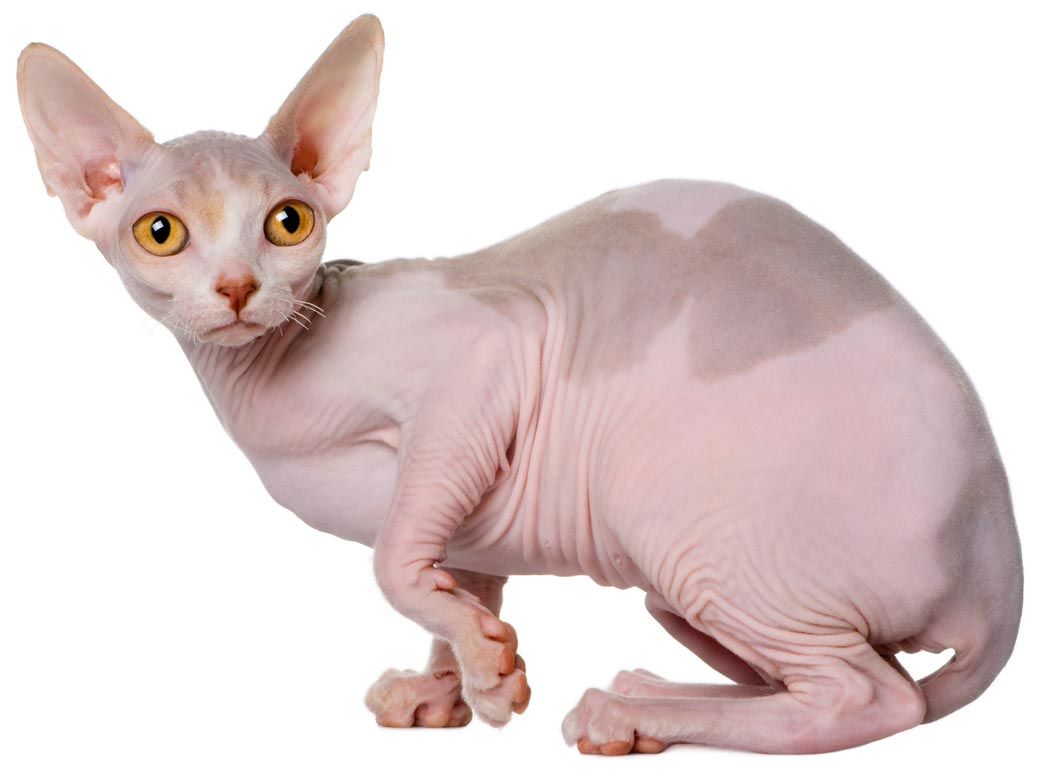 cat_sphynx