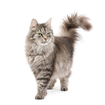 Hyperthyroidism In Cats cat_stand