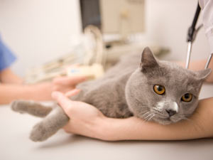 Feline Leukemia Virus Feline Leukemia Virus