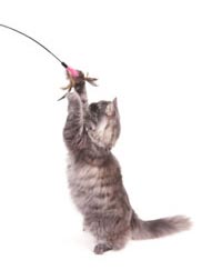 Interactive Cat Toys