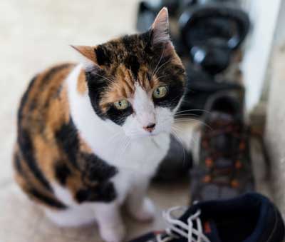 Cats may have inappropriate behaviors if they have separation anxiety. Cats get separation anxiety, too.