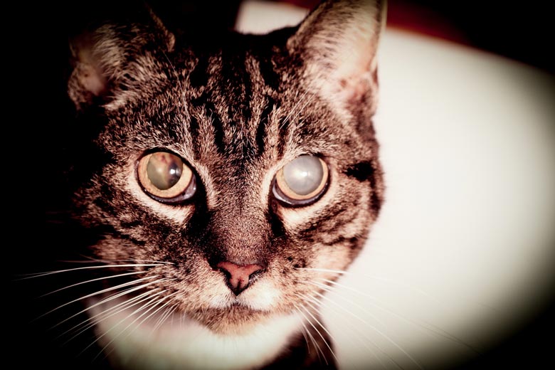 Cataracts can cause blindness in cats. Learn facts about cataracts in cats.