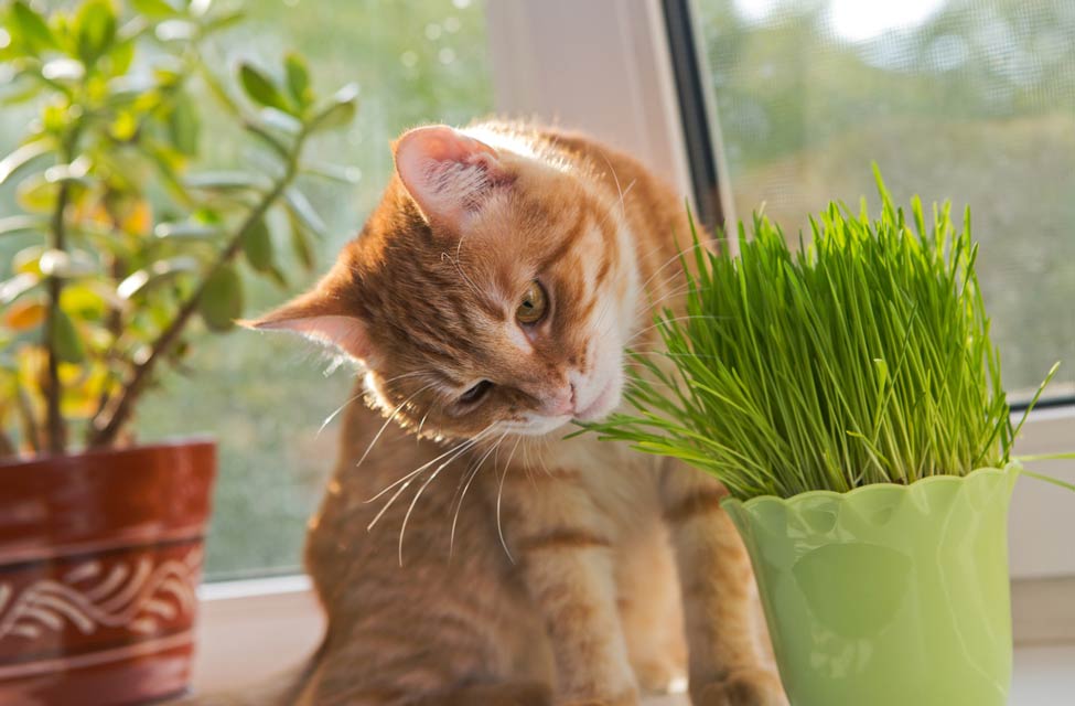 There are plants other than catnip that cause the same effects in cats.