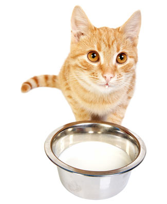 soy milk for cats