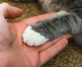 Cats can benefit their owners’ health.