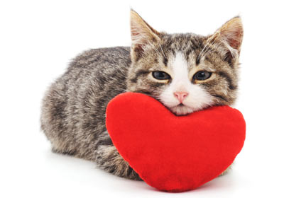 Your cat may show you love in funny ways.