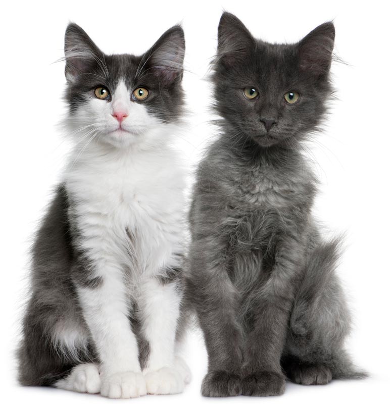 Cat Cycling and Mating cats_sitting