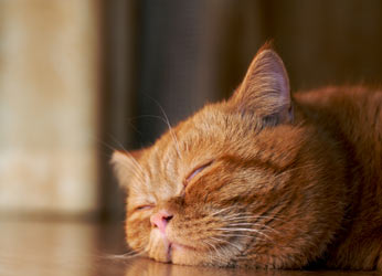 Is it normal for cats to snore?