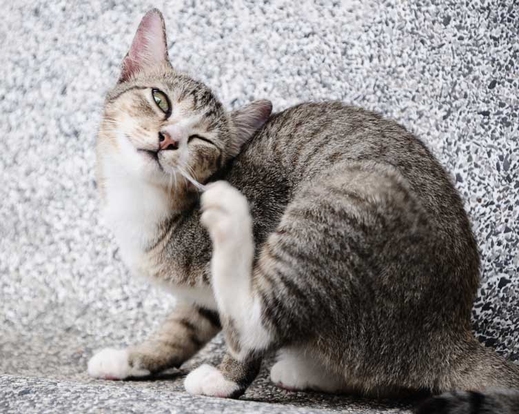 Learn six common ear problems in cats.