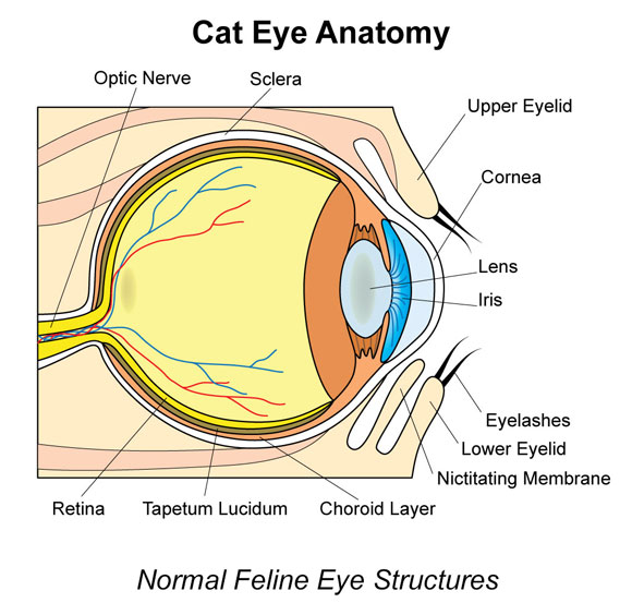 Normal Feline Eye Structures