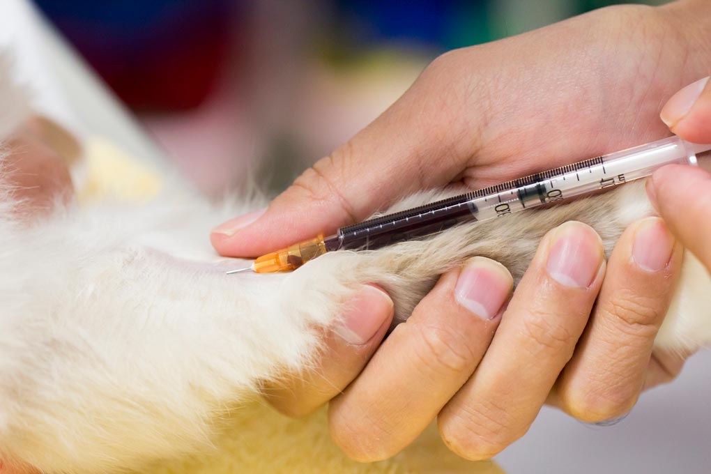 Routine blood tests can help keep cats healthy.