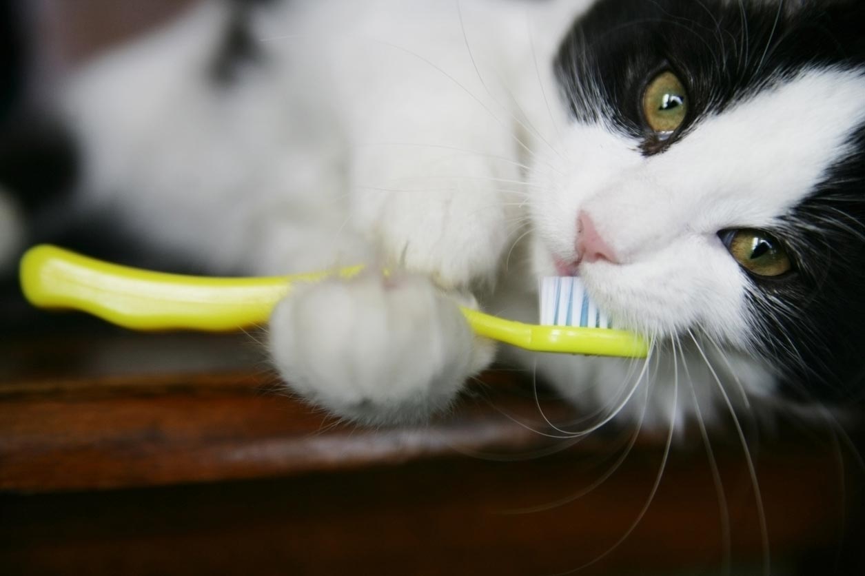 Learn some of the common oral health problems that affect cats.