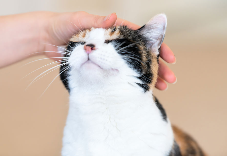 Watch out for these behavior changes in your cat. Learn when to be concerned about your cat.