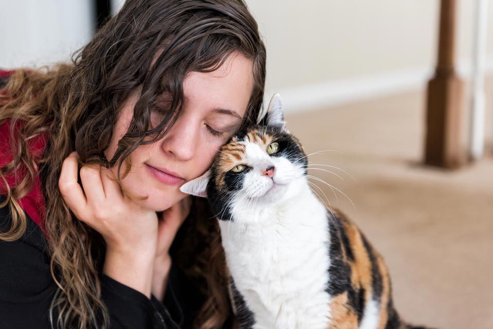 Learn about head trauma and concussions in cats.