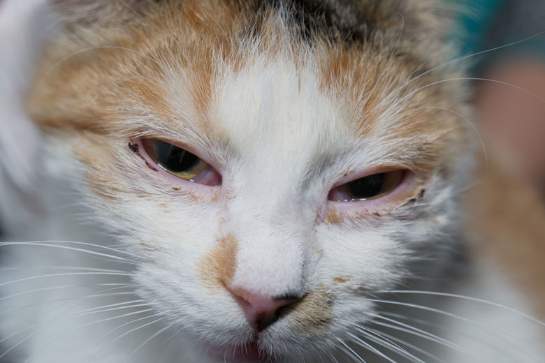 Learn more about swollen conjunctiva in cats.