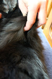 Create a space to inject the needle by lifting your cat’s skin. Make a tent of skin at the injection site.