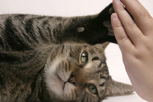 Declawing cats may be illegal in New York soon. New York may ban declaw surgeries.