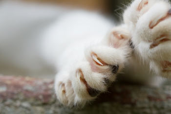 There are better alternatives to scratching than declawing. Declawing cats is inhumane and unnecessary.