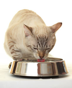 Dehydration in cats can lead to organ failure.