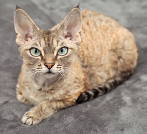 Devon Rex cats have special traits.