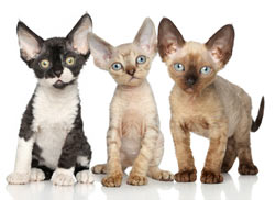 Devon rex’s have alien-like good looks. Devon rex kittens are definitely cute.