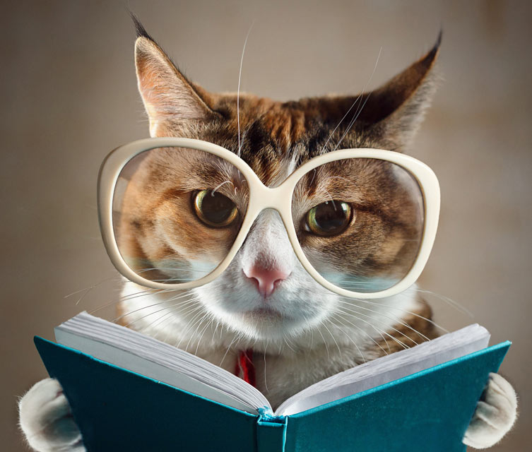 Can cats recognize their names? Do cats know their own names?