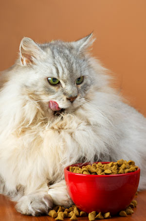 Overfeeding a cat is easy to do.