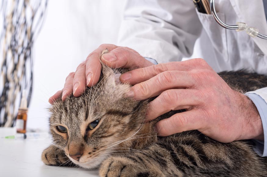An ear infection can rupture a cat’s ear drum. Don’t treat your cat’s ear infection without a vet exam.