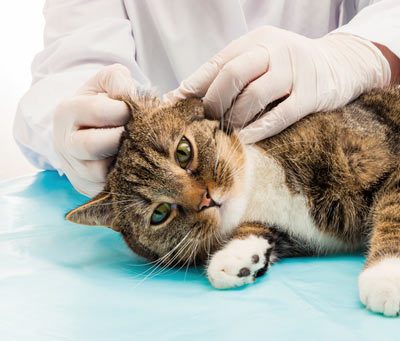 Ear mites cause severe itchiness and pain in cats.